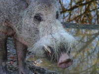 image of pig #33