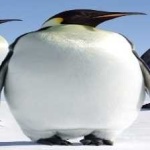 image of emperor_penguin #5