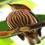 image of bird