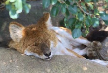 image of dhole