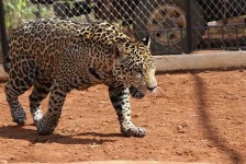image of jaguar_car
