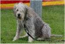 image of otterhound