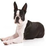 image of boston_terrier #0