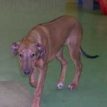image of animal