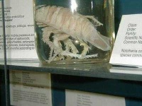 image of isopod