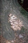 image of hen_of_the_woods