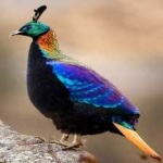 image of bird