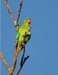 image of parrot #29