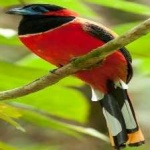 image of red_naped_trogon #4