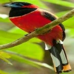 image of bird