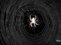 image of spider_web