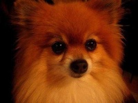 image of papillon