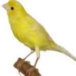 image of canary #22