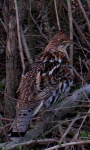 image of grouse #32