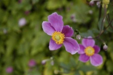 image of flower