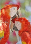 image of macaw