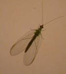 image of lacewing