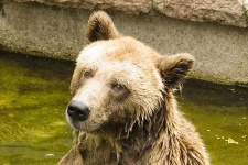 image of brown_bear
