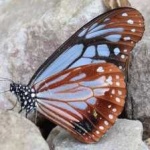 image of animal