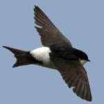 image of bird