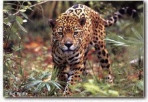 image of jaguar_car