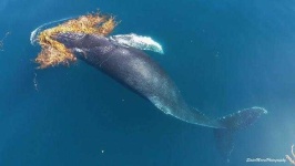 image of animal