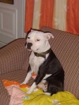 image of animal