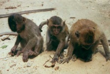 image of macaque