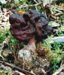 image of gyromitra