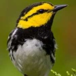 image of bird