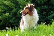 image of collie #32