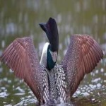 image of bird