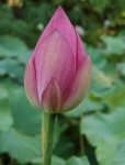 image of lotus #23