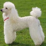 image of poodle #3