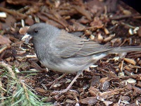 image of junco #2