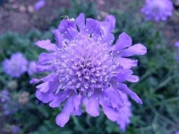 image of flower