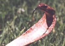 image of indian_cobra