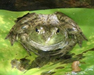 image of bullfrog