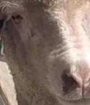 image of animal