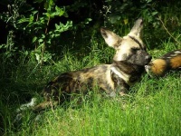 image of african_hunting_dog