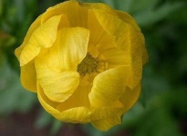 image of flower