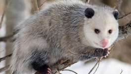 image of possum #17