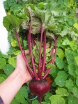 image of beetroot #10