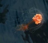 image of jellyfish
