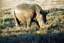 image of rhino