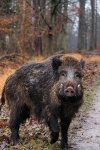 image of boar #11