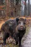 image of animal