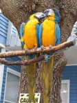image of macaw