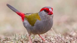 image of finch