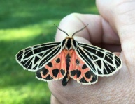 image of moth #57